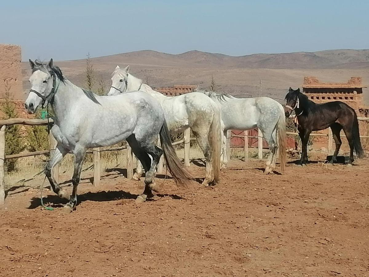 Dar Alfourssane Ferme D'Hote Ouarzazate Exterior foto