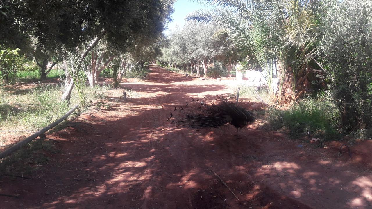 Hotel Dar Alfourssane Ferme D'Hote Ouarzazate Exterior foto