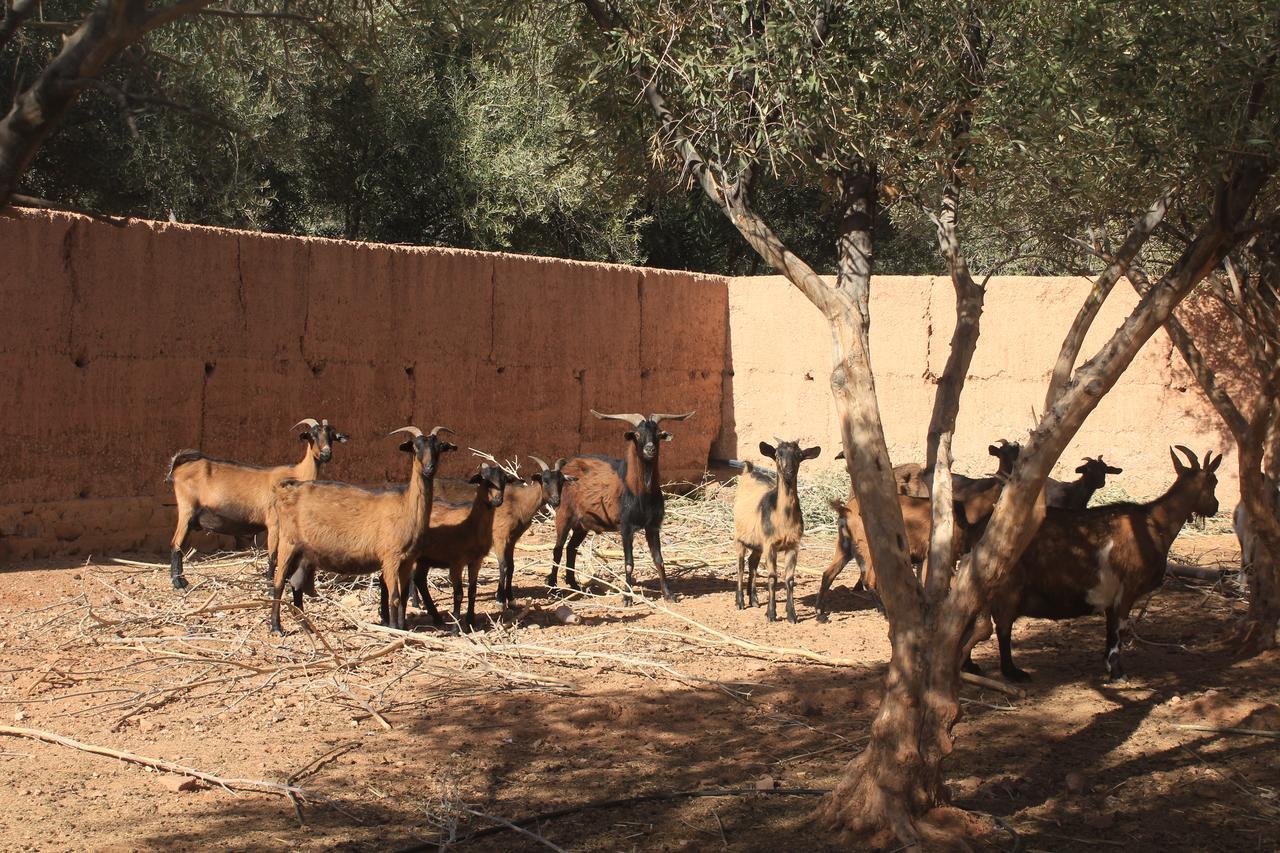 Hotel Dar Alfourssane Ferme D'Hote Ouarzazate Exterior foto