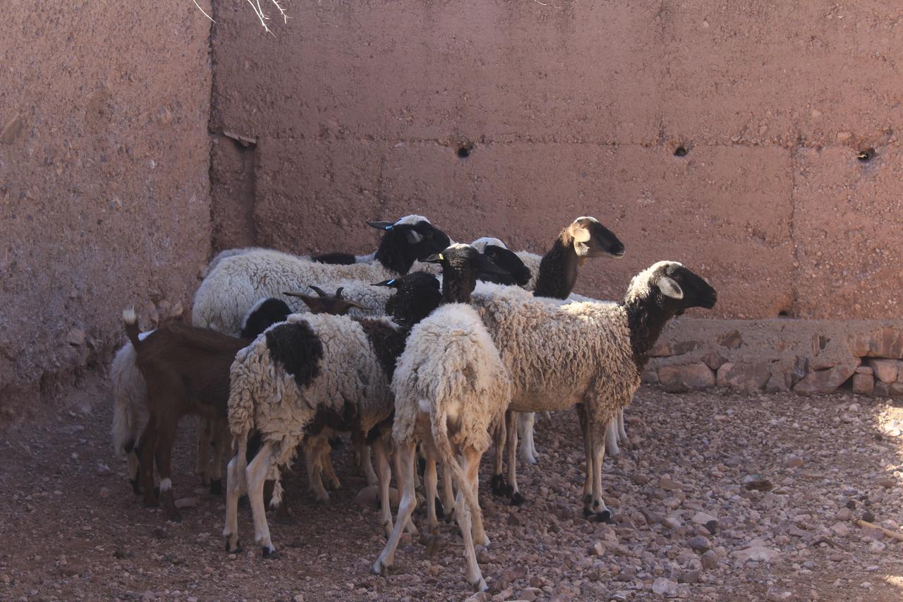 Dar Alfourssane Ferme D'Hote Ouarzazate Exterior foto